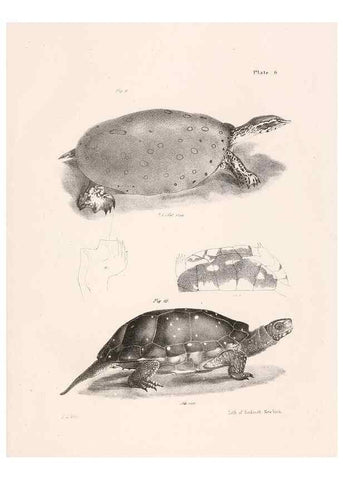 Reproducción/Reproduction 7375394408: Zoology of New York;. Albany :W. & A. White & J. Visscher :1842-44.