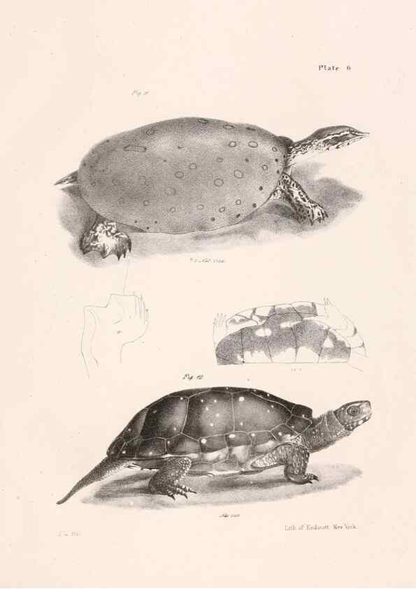 Reproducción/Reproduction 7375394408: Zoology of New York;. Albany :W. & A. White & J. Visscher :1842-44.