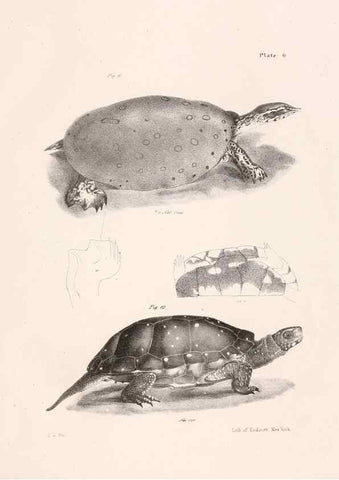 Reproducción/Reproduction 7375394408: Zoology of New York;. Albany :W. & A. White & J. Visscher :1842-44.
