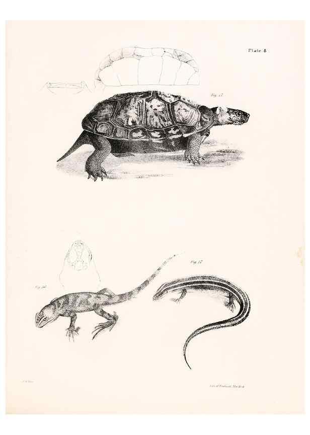 Reproducción/Reproduction 7375395518: Zoology of New York;. Albany :W. & A. White & J. Visscher :1842-44.