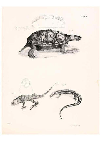 Reproducción/Reproduction 7375395518: Zoology of New York;. Albany :W. & A. White & J. Visscher :1842-44.