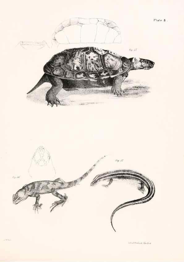 Reproducción/Reproduction 7375395518: Zoology of New York;. Albany :W. & A. White & J. Visscher :1842-44.