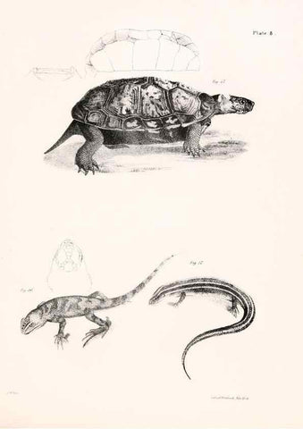 Reproducción/Reproduction 7375395518: Zoology of New York;. Albany :W. & A. White & J. Visscher :1842-44.