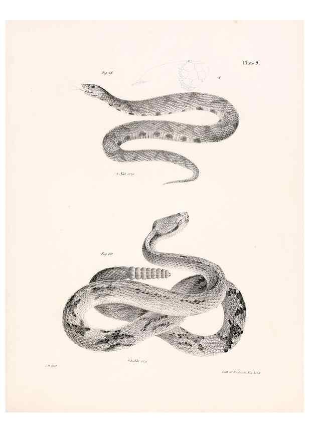 Reproducción/Reproduction 7190152819: Zoology of New York;. Albany :W. & A. White & J. Visscher :1842-44.