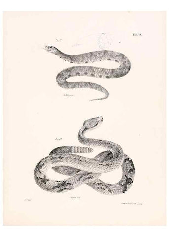 Reproducción/Reproduction 7190152819: Zoology of New York;. Albany :W. & A. White & J. Visscher :1842-44.