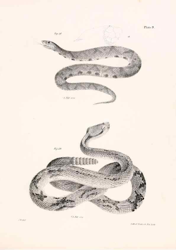 Reproducción/Reproduction 7190152819: Zoology of New York;. Albany :W. & A. White & J. Visscher :1842-44.