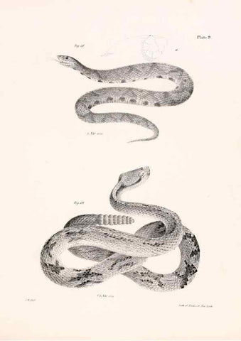 Reproducción/Reproduction 7190152819: Zoology of New York;. Albany :W. & A. White & J. Visscher :1842-44.