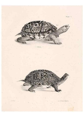 Reproducción/Reproduction 7375390248: Zoology of New York;. Albany :W. & A. White & J. Visscher :1842-44.