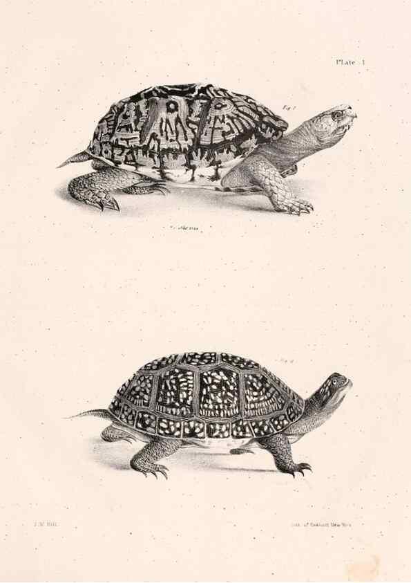 Reproducción/Reproduction 7375390248: Zoology of New York;. Albany :W. & A. White & J. Visscher :1842-44.