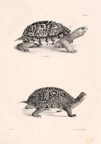 Reproducción/Reproduction 7375390248: Zoology of New York;. Albany :W. & A. White & J. Visscher :1842-44.
