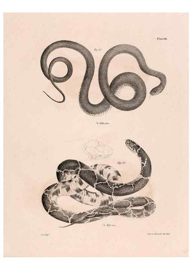 Reproducción/Reproduction 7375397414: Zoology of New York;. Albany :W. & A. White & J. Visscher :1842-44.