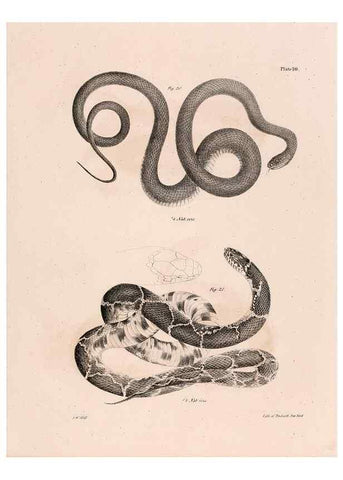 Reproducción/Reproduction 7375397414: Zoology of New York;. Albany :W. & A. White & J. Visscher :1842-44.