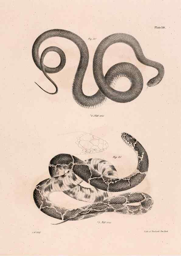 Reproducción/Reproduction 7375397414: Zoology of New York;. Albany :W. & A. White & J. Visscher :1842-44.