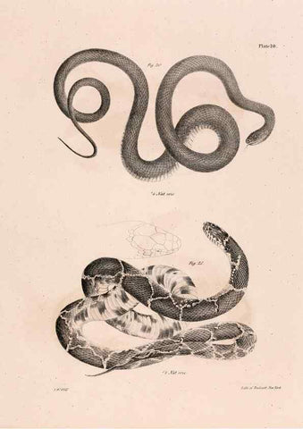 Reproducción/Reproduction 7375397414: Zoology of New York;. Albany :W. & A. White & J. Visscher :1842-44.