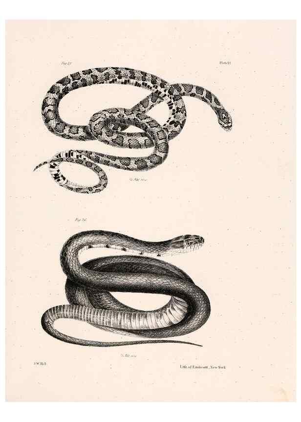 Reproducción/Reproduction 7190155589: Zoology of New York;. Albany :W. & A. White & J. Visscher :1842-44.