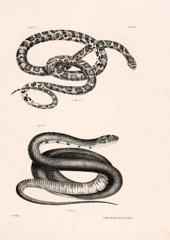 Reproducción/Reproduction 7190155589: Zoology of New York;. Albany :W. & A. White & J. Visscher :1842-44.