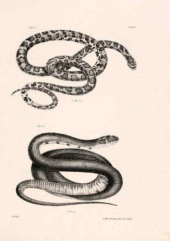Reproducción/Reproduction 7190155589: Zoology of New York;. Albany :W. & A. White & J. Visscher :1842-44.