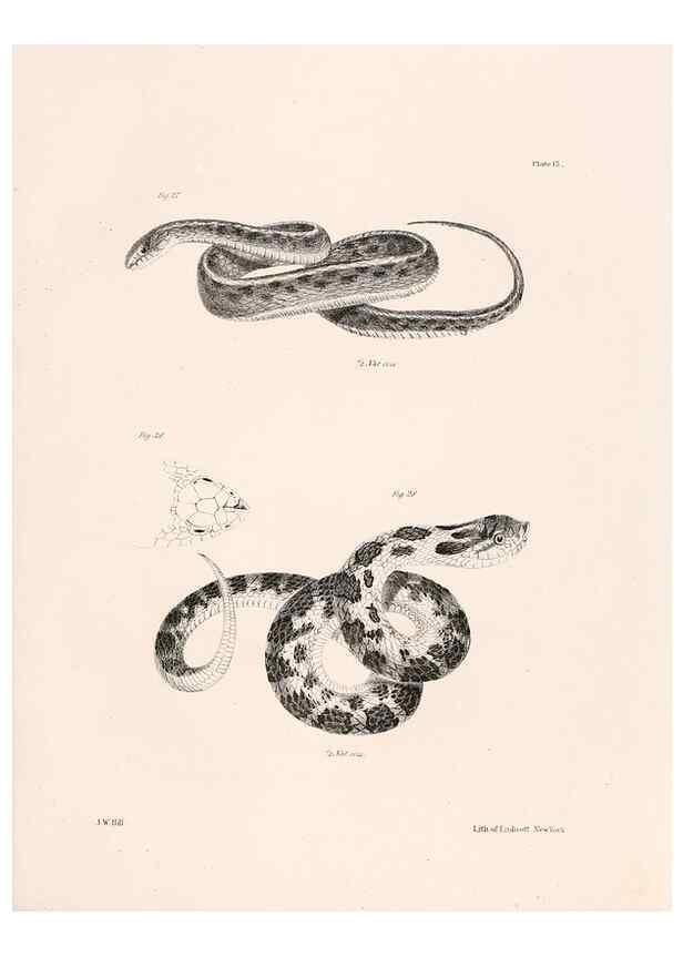 Reproducción/Reproduction 7375399806: Zoology of New York;. Albany :W. & A. White & J. Visscher :1842-44.