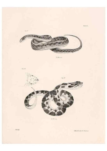 Reproducción/Reproduction 7375399806: Zoology of New York;. Albany :W. & A. White & J. Visscher :1842-44.