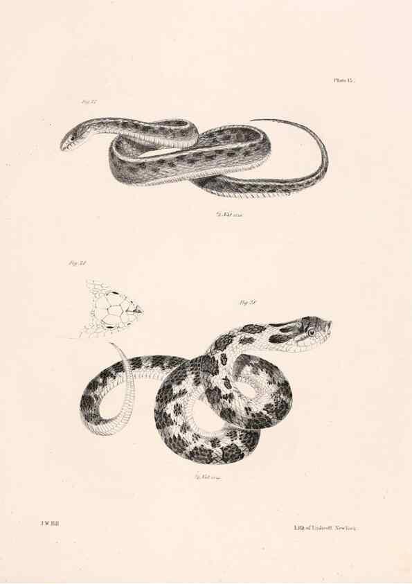 Reproducción/Reproduction 7375399806: Zoology of New York;. Albany :W. & A. White & J. Visscher :1842-44.