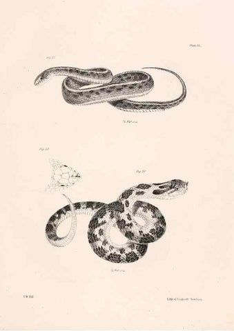 Reproducción/Reproduction 7375399806: Zoology of New York;. Albany :W. & A. White & J. Visscher :1842-44.