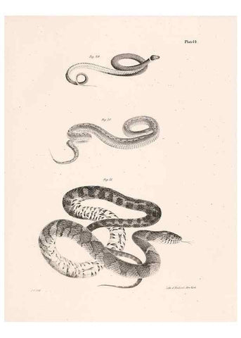 Reproducción/Reproduction 7190157347: Zoology of New York;. Albany :W. & A. White & J. Visscher :1842-44.
