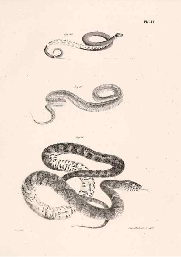 Reproducción/Reproduction 7190157347: Zoology of New York;. Albany :W. & A. White & J. Visscher :1842-44.