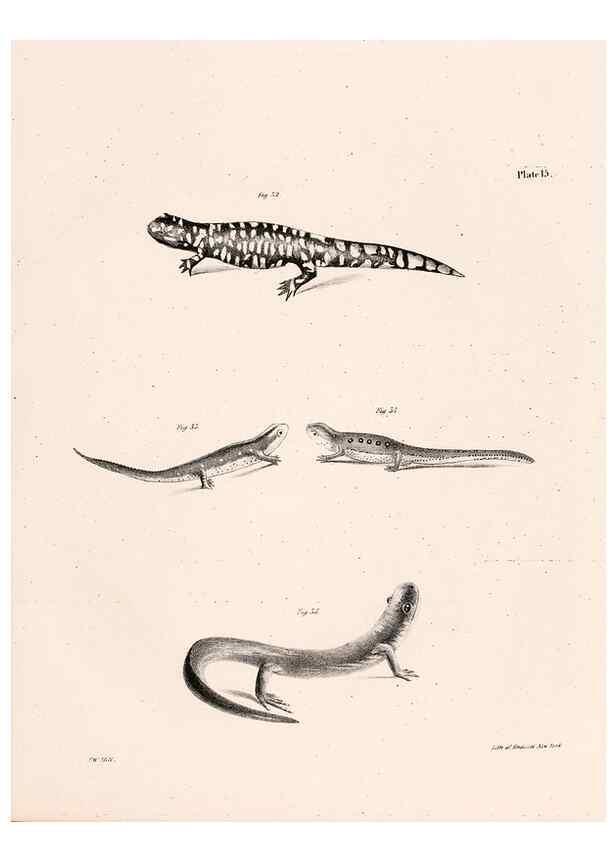 Reproducción/Reproduction 7190157911: Zoology of New York;. Albany :W. & A. White & J. Visscher :1842-44.