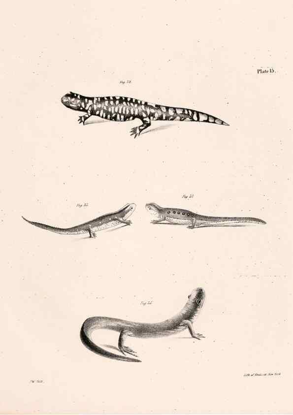Reproducción/Reproduction 7190157911: Zoology of New York;. Albany :W. & A. White & J. Visscher :1842-44.