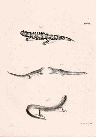 Reproducción/Reproduction 7190157911: Zoology of New York;. Albany :W. & A. White & J. Visscher :1842-44.