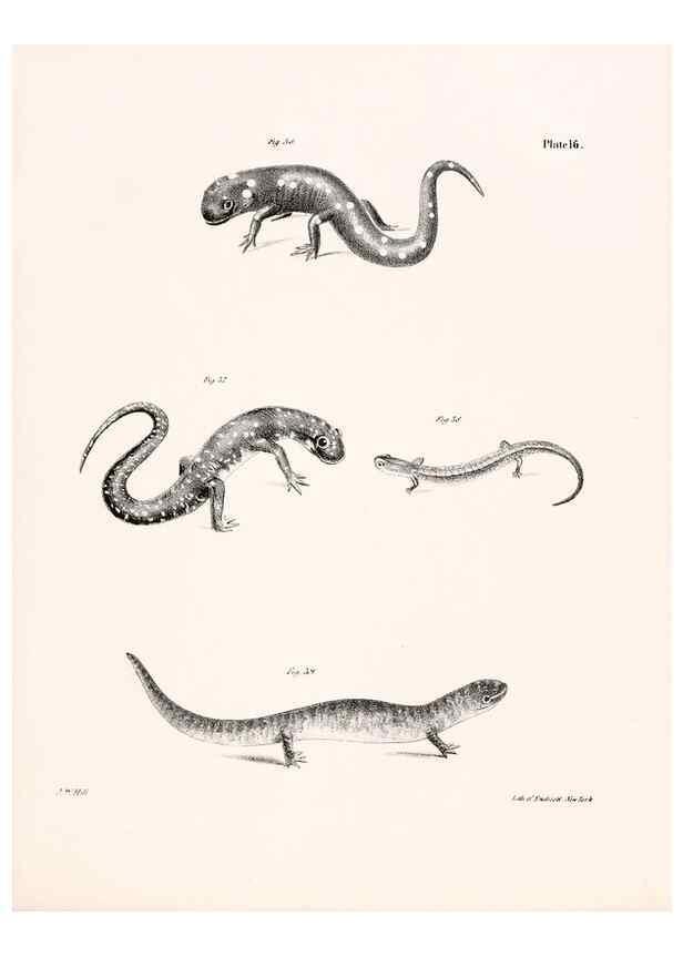 Reproducción/Reproduction 7190158509: Zoology of New York;. Albany :W. & A. White & J. Visscher :1842-44.