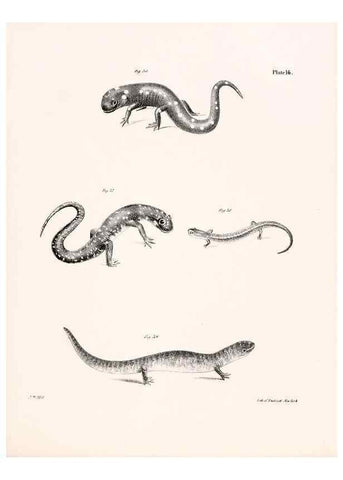 Reproducción/Reproduction 7190158509: Zoology of New York;. Albany :W. & A. White & J. Visscher :1842-44.
