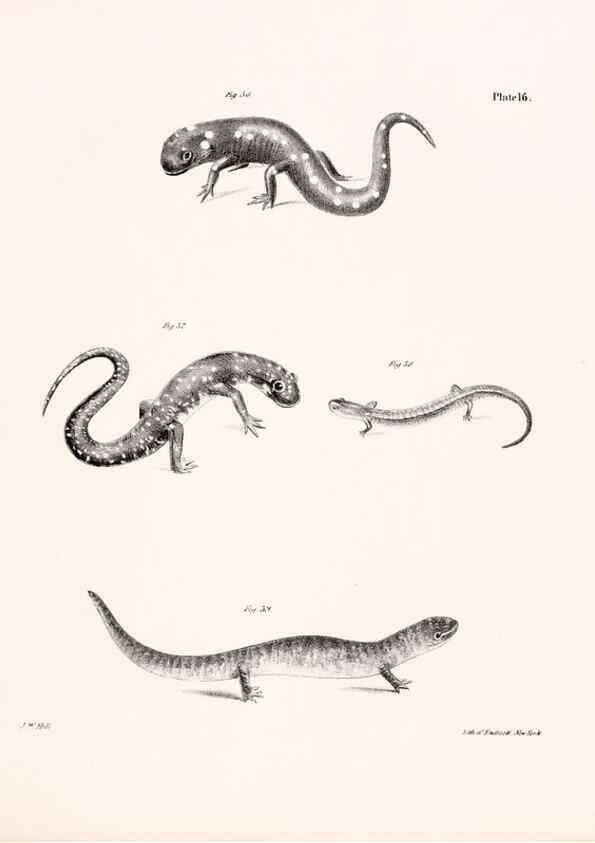 Reproducción/Reproduction 7190158509: Zoology of New York;. Albany :W. & A. White & J. Visscher :1842-44.