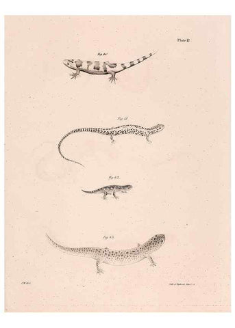 Reproducción/Reproduction 7375402866: Zoology of New York;. Albany :W. & A. White & J. Visscher :1842-44.