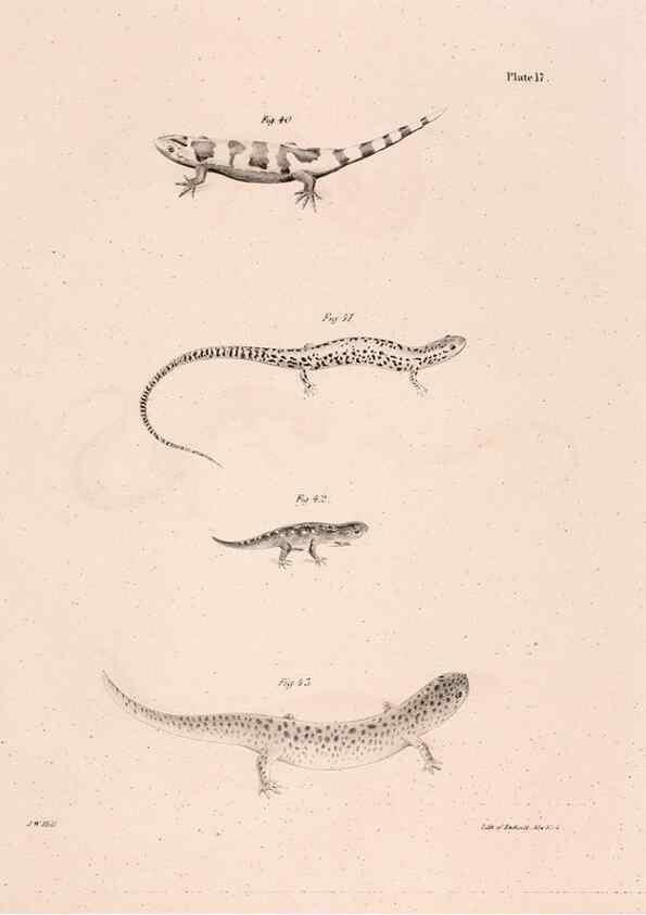 Reproducción/Reproduction 7375402866: Zoology of New York;. Albany :W. & A. White & J. Visscher :1842-44.
