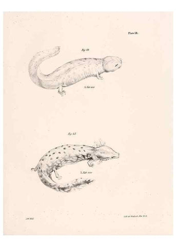Reproducción/Reproduction 7190159797: Zoology of New York;. Albany :W. & A. White & J. Visscher :1842-44.