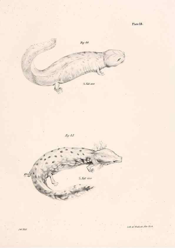 Reproducción/Reproduction 7190159797: Zoology of New York;. Albany :W. & A. White & J. Visscher :1842-44.