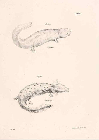 Reproducción/Reproduction 7190159797: Zoology of New York;. Albany :W. & A. White & J. Visscher :1842-44.