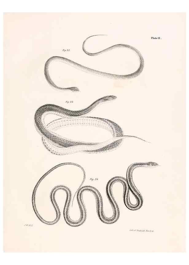 Reproducción/Reproduction 7375398272: Zoology of New York;. Albany :W. & A. White & J. Visscher :1842-44.