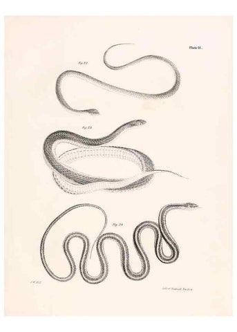 Reproducción/Reproduction 7375398272: Zoology of New York;. Albany :W. & A. White & J. Visscher :1842-44.