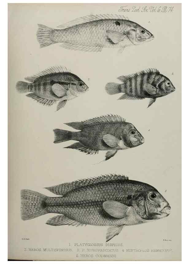 Reproducción/Reproduction 7408575176: Transactions of the Zoological Society of London.. [London] :Published for the Zoological Society of London by Academic Press