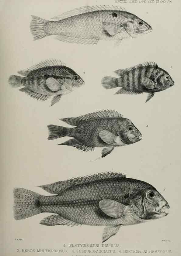 Reproducción/Reproduction 7408575176: Transactions of the Zoological Society of London.. [London] :Published for the Zoological Society of London by Academic Press