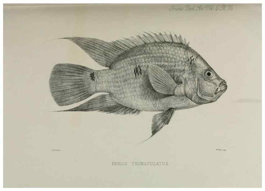 Reproducción/Reproduction 7408578662: Transactions of the Zoological Society of London.. [London] :Published for the Zoological Society of London by Academic Press
