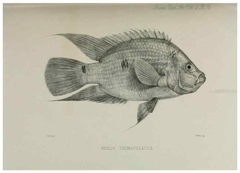 Reproducción/Reproduction 7408578662: Transactions of the Zoological Society of London.. [London] :Published for the Zoological Society of London by Academic Press