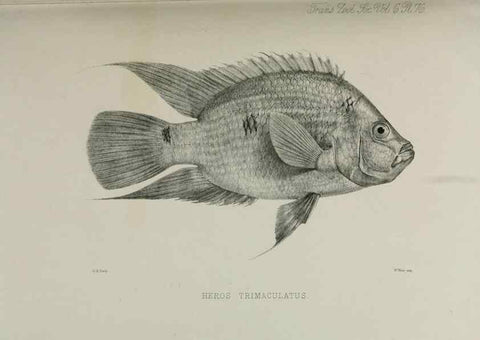 Reproducción/Reproduction 7408578662: Transactions of the Zoological Society of London.. [London] :Published for the Zoological Society of London by Academic Press