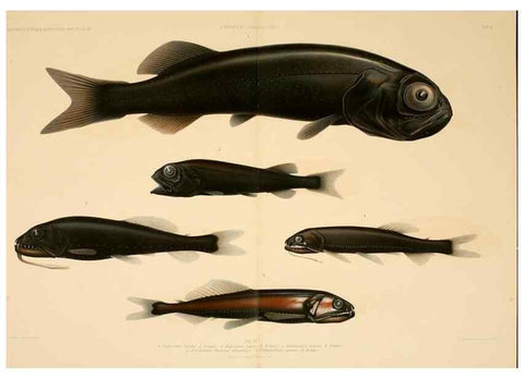 Reproducción/Reproduction 7413853570: Wissenschaftliche Ergebnisse der Deutschen Tiefsee-Expedition auf dem Dampfer ""Valdivia"" 1898-1899.. Jena,G. Fischer,1902-40.