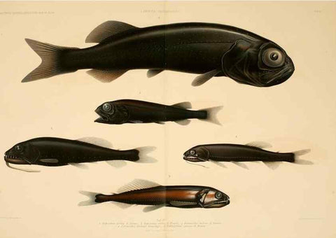 Reproducción/Reproduction 7413853570: Wissenschaftliche Ergebnisse der Deutschen Tiefsee-Expedition auf dem Dampfer ""Valdivia"" 1898-1899.. Jena,G. Fischer,1902-40.