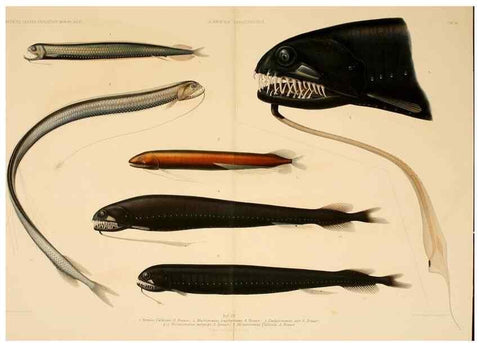 Reproducción/Reproduction 7413854158: Wissenschaftliche Ergebnisse der Deutschen Tiefsee-Expedition auf dem Dampfer ""Valdivia"" 1898-1899.. Jena,G. Fischer,1902-40.