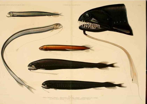 Reproducción/Reproduction 7413854158: Wissenschaftliche Ergebnisse der Deutschen Tiefsee-Expedition auf dem Dampfer ""Valdivia"" 1898-1899.. Jena,G. Fischer,1902-40.