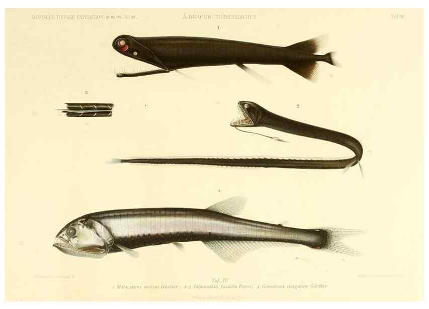 Reproducción/Reproduction 7413854786: Wissenschaftliche Ergebnisse der Deutschen Tiefsee-Expedition auf dem Dampfer ""Valdivia"" 1898-1899.. Jena,G. Fischer,1902-40.